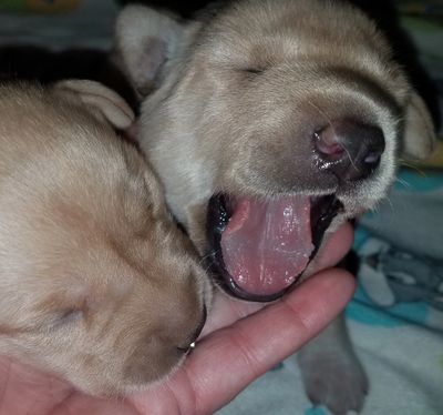 Information about breeding and whelping a litter of puppies