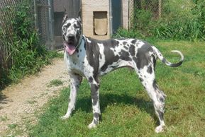 Pups Expected | Hilltop Great Danes