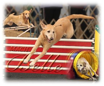 what is a mach in dog agility