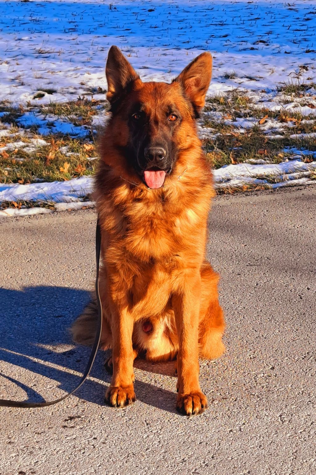 German shepherd, German shepherd Ohio, German shepherd puppy, german shepherd puppies ,gsd,  