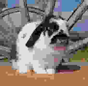 image1621