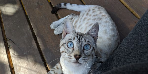 Jagger the silver seal lynx bengal cat