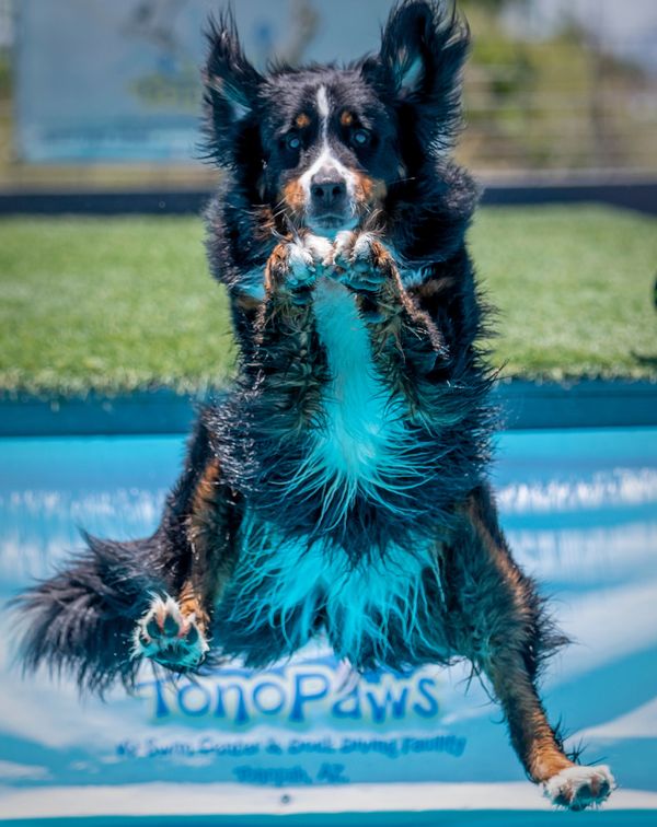 Soggy Doggy Swim 2021 - Fredericksburg SPCA