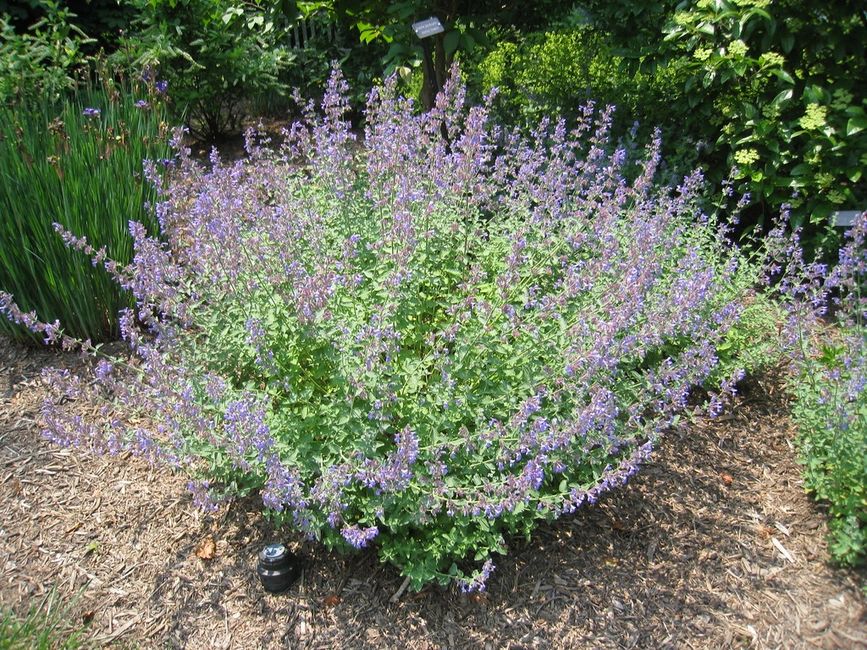 Catmint also known Nepeta