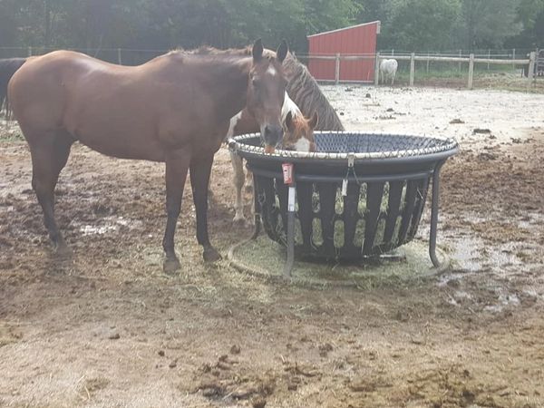 Diy slow clearance hay feeder