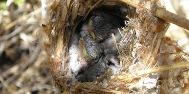 Least Bell's Vireo nestlings