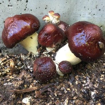 Wine Cap mushrooms on wood chips.