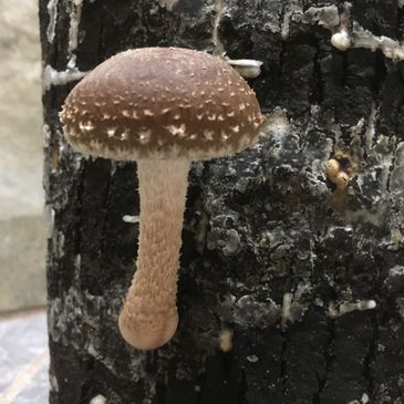 Shiitake Mushroom on maple log.