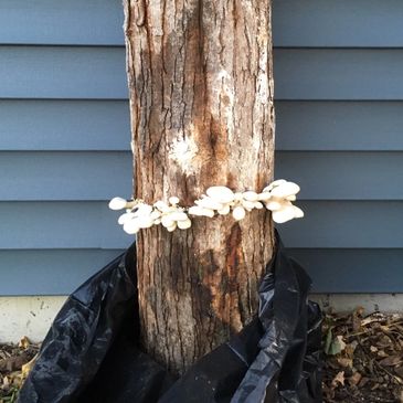 Oyster mushrooms on a log totem.