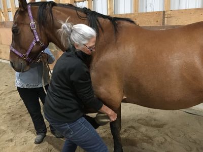 Equine Pain Release Points Workshops, Equine Natural Therapies, Equine holistic, Equine Osteopathic
