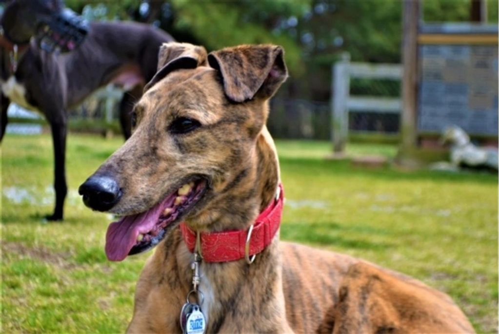Greyhound wearing 1.5 inch martingale collar