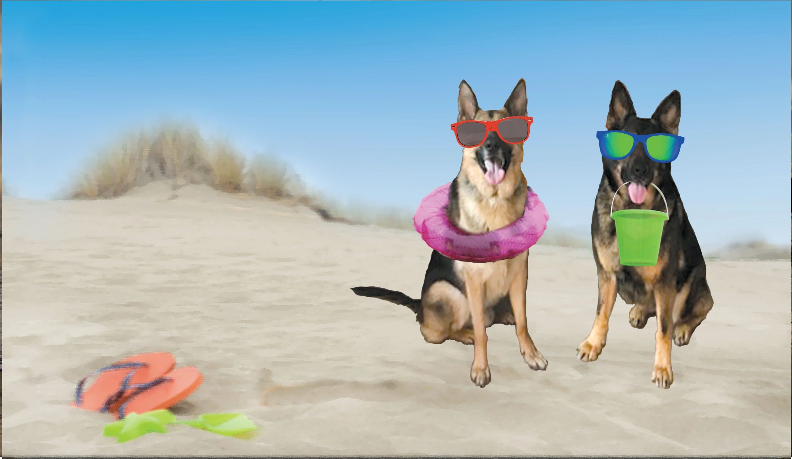 Home of BeachDogz Daycare