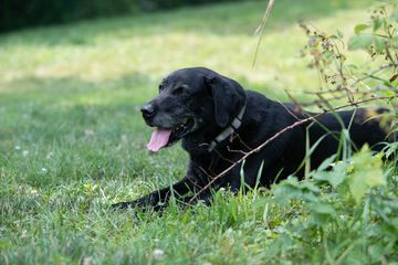 Dog Meadow - Dog Daycare, Dog Boarding, Dog Sitter