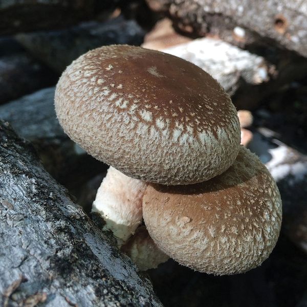 100 Pure Lentinula edodes SHIITAKE SPORE PRINT 10,000+ Seeds Mycology