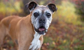 Read with Saskatoon based Retired Therapy dogs