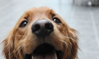 Read childrens books with Saskatoon based therapy dogs in training 