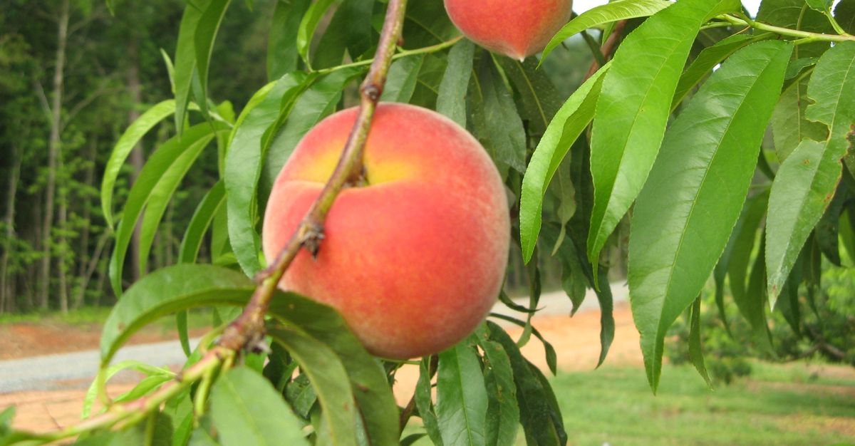 Ruston Peaches, Mitcham Farms, Peaches