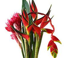 heliconia tropical flowers
Flower District NYC Wholesale Flowers Flower Supply Flower Market NYC