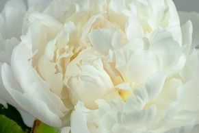 White Double peonies peony
Flower District NYC Wholesale Flowers Flower Supply Flower Market NYC