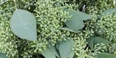 seeded eucalyptus
Flower District NYC Wholesale Flowers Flower Supply Flower Market NYC