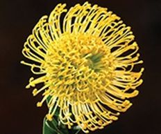 high gold pincushion  protea
Flower District NYC Wholesale Flowers Flower Supply Flower Market NYC