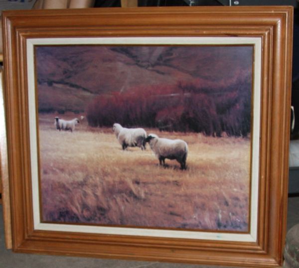 "Sheep Grazing in Field" Framed Picture