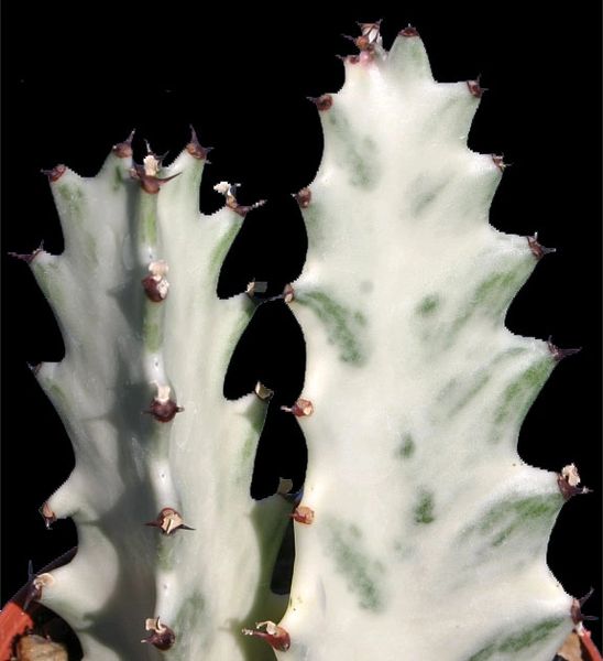 Euphorbia Lactea