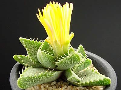 Faucaria Tigrina