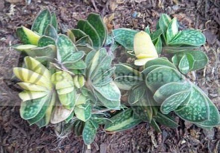 Gasteria Liliputana Var.