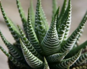 Haworthia Fasciata