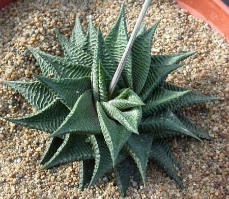 Haworthia Limifolia