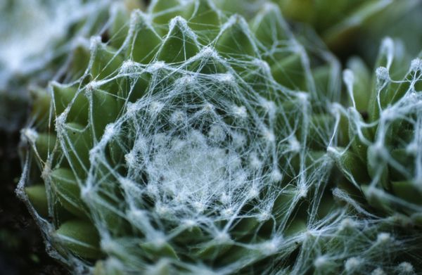 Sempervivum Arachnoideum