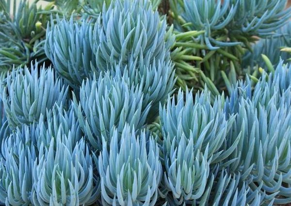 Senecio Serpens