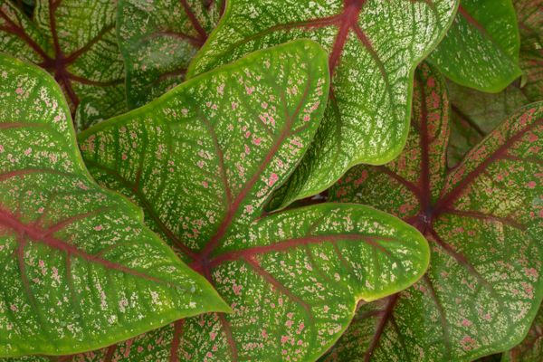 Caladium 'Brandywine' - Price / Pkt