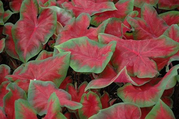 Caladium 'Frieda Hemple' - Price / Pkt