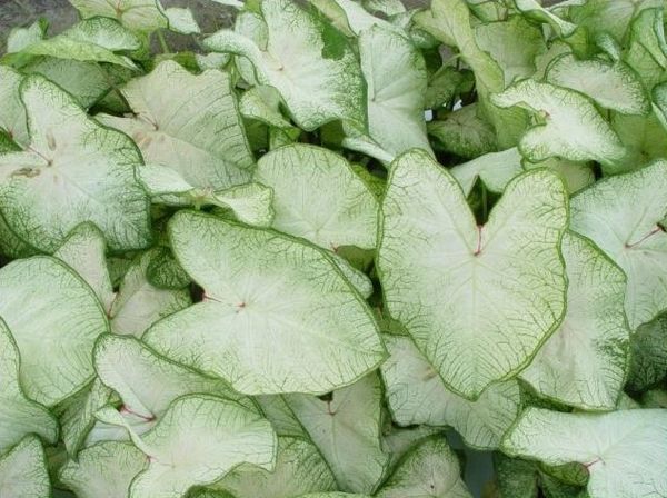 Caladium 'June Bride' - Price / Pkt (6 bulbs)