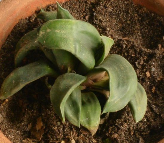 Gasteria Armstrongii