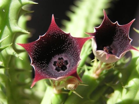 Huernia Keniensis