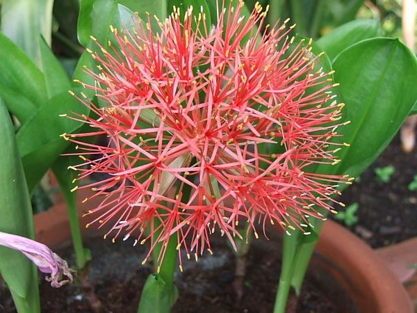 Haemanthus Multiflorus (Football Lily) - Price / Pkt