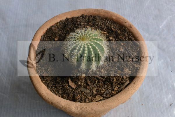 Notocactus Magnificus