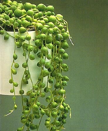 The Himalyanroots String of Pearls Price in India - Buy The Himalyanroots String  of Pearls online at