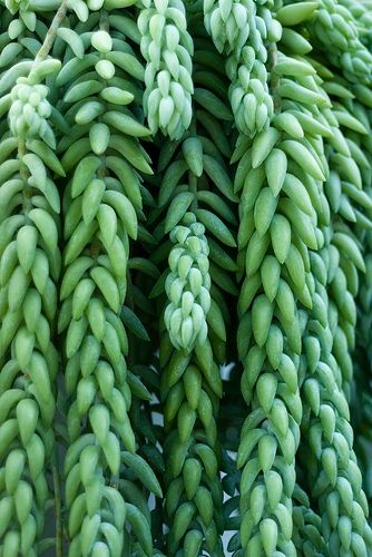 Sedum Morganianum