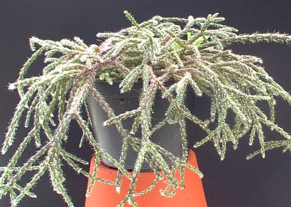 Erythro Rhipsalis Pilocarpa