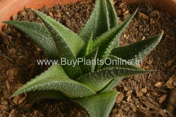 Haworthia Viscosa