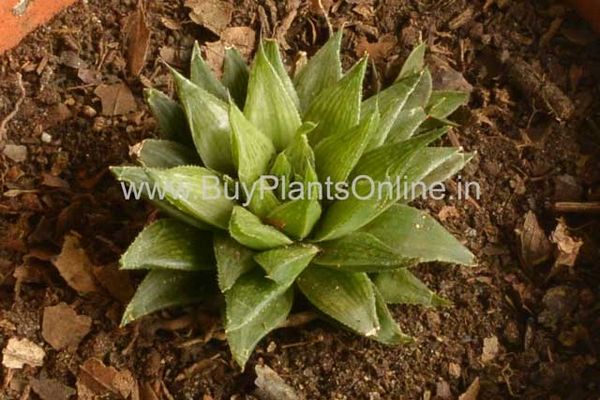 Haworthia Turgida