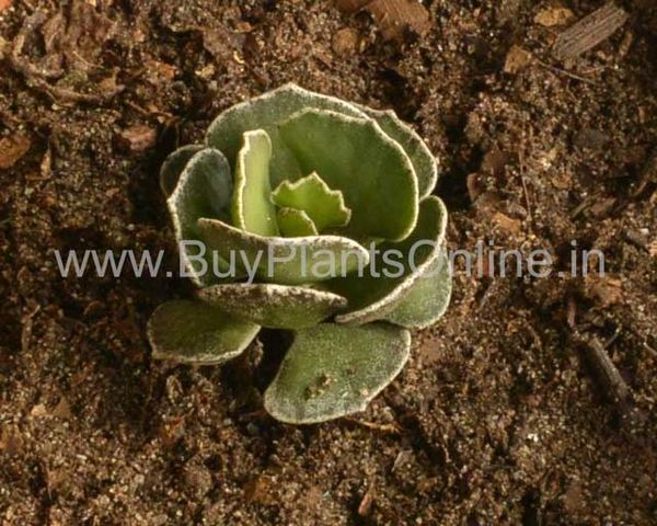 Kalanchoe Rhombopilosa