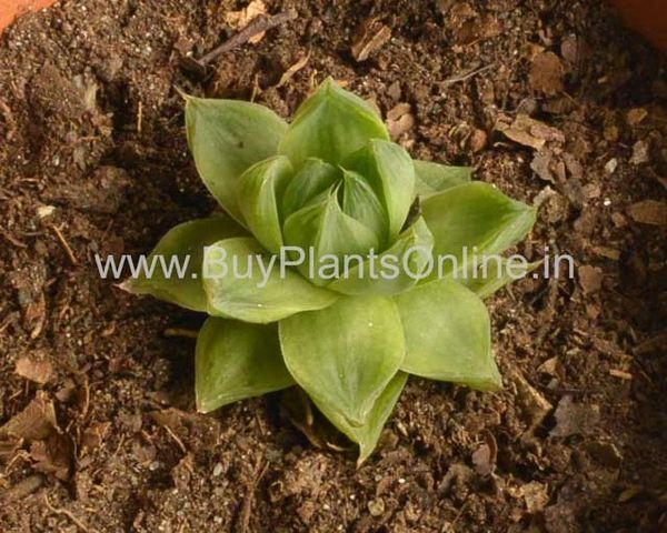 Haworthia Cymbiformis