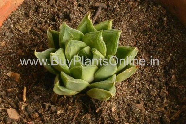 Haworthia Cuspidata