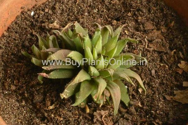 Haworthia Angustifolia v Liliputana