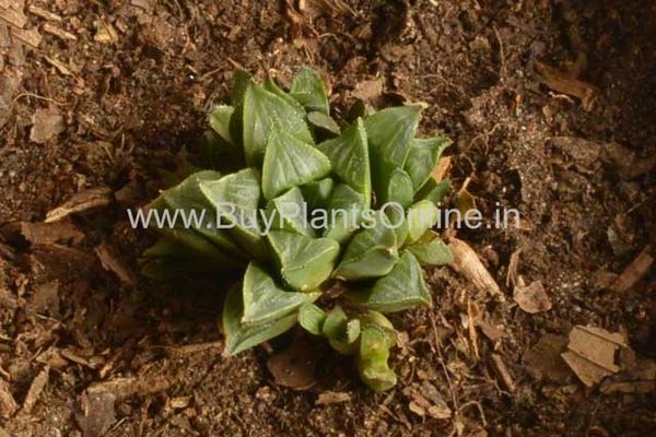 Haworthia Mutica